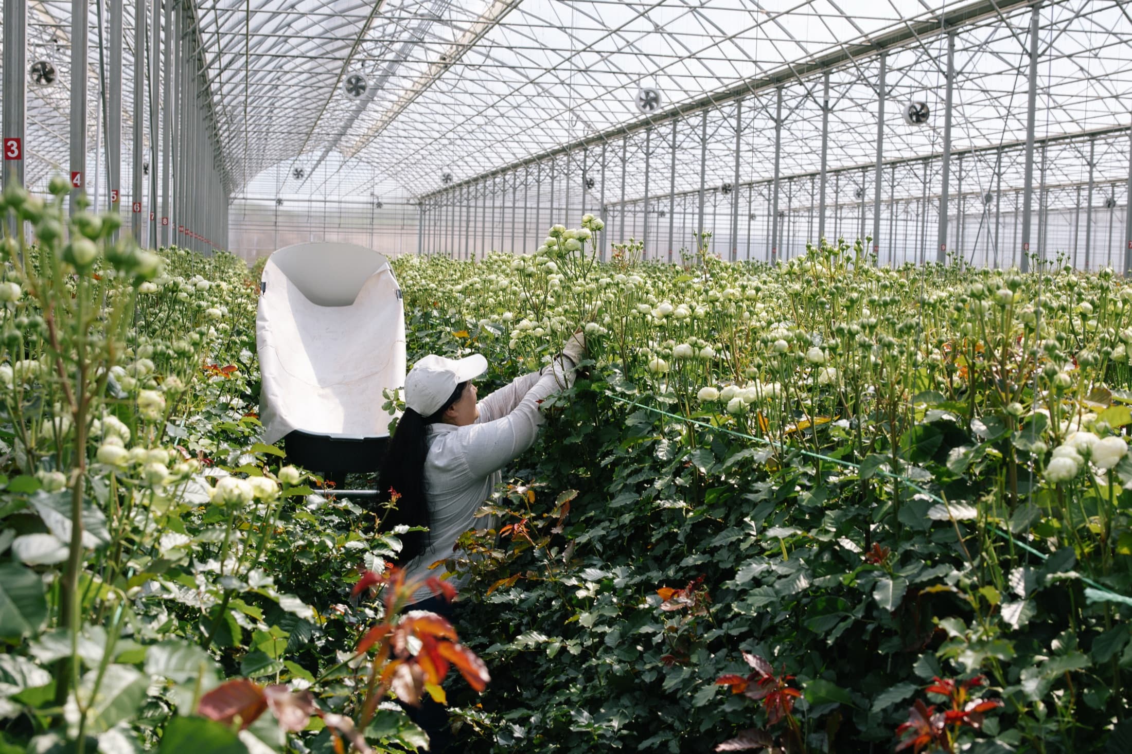 Tending the rows under glass