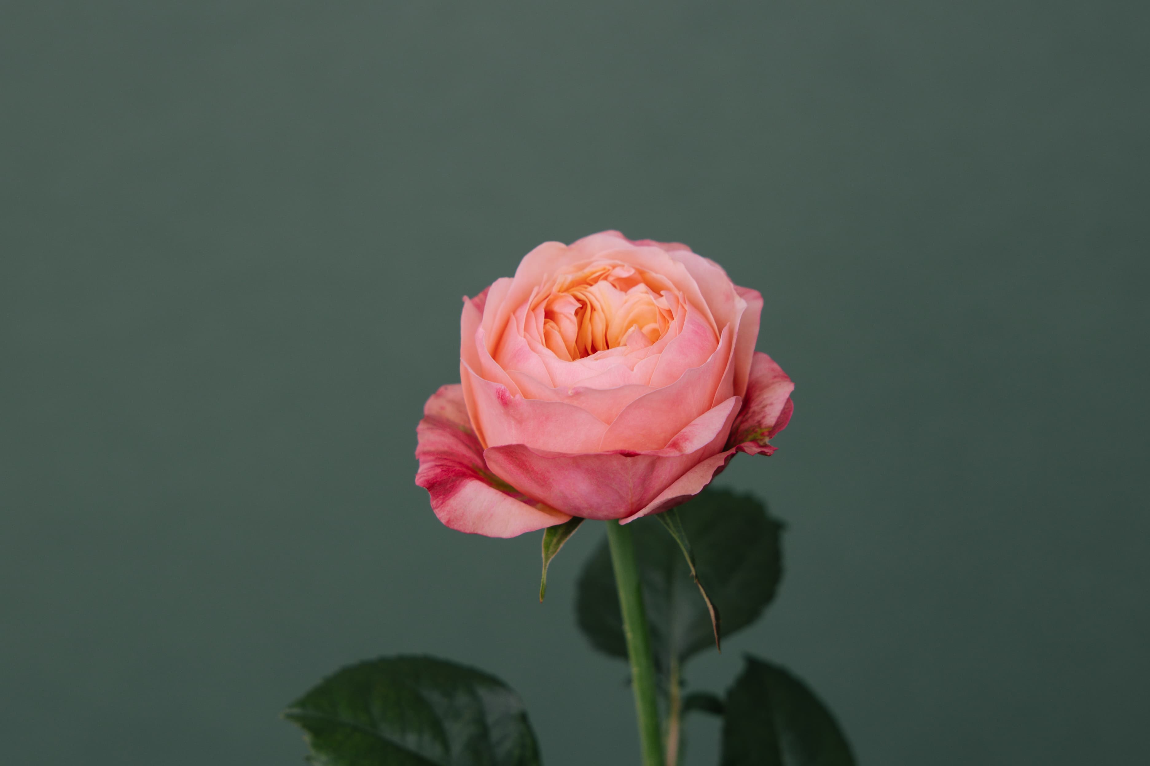 Coral single-head rose